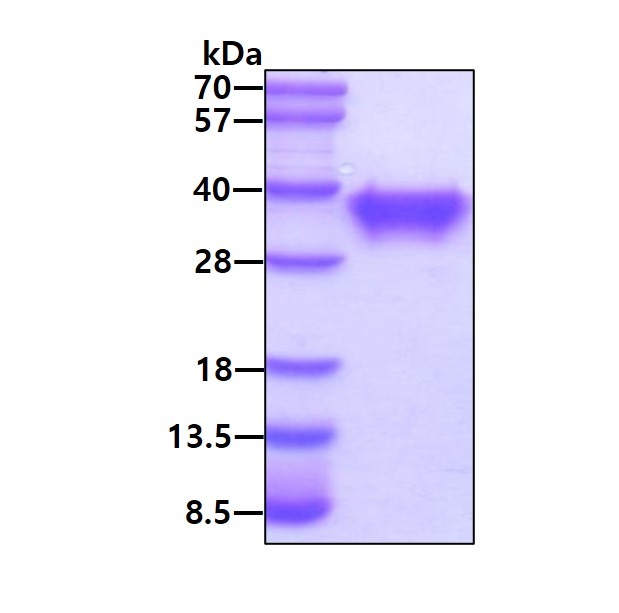 3ug by SDS-PAGE under reducing condition and visualized by coomassie blue stain.